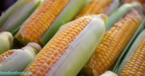 Corn Fun Facts